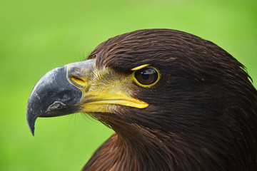 Close up profile portrait of Golden eagle on green