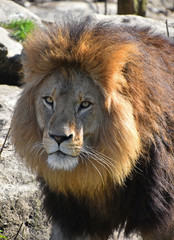 Close up portrait of lion looking at camera