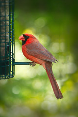 Northern cardinal or redbird or common cardinal - Cardinalis cardinalis perched on hook