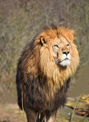 Close up portrait of African lion