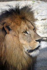 Close up side portrait of male African lion