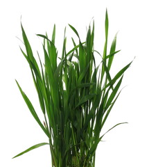 Green young wheat isolated on white background, with clipping path