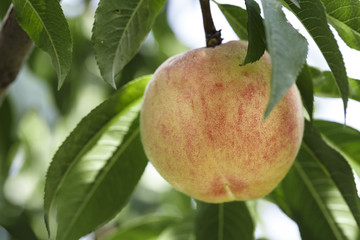 harvest ripe peaches