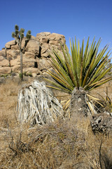 Joshua Tree Landscape Yucca Brevifolia Mojave Desert Joshua Tree National Park California