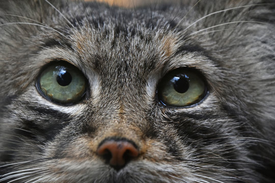 Extreme close up portrait of manul cat
