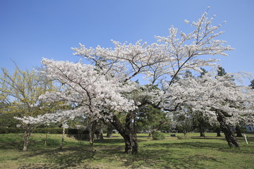 Cherry blossom spots in Sendai