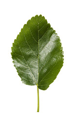 mulberry leaf isolated
