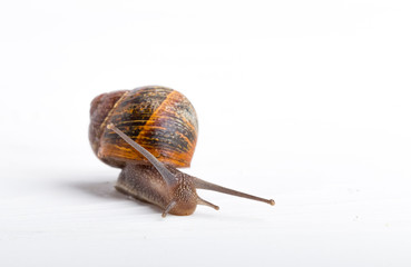 Snail isolated on a white background