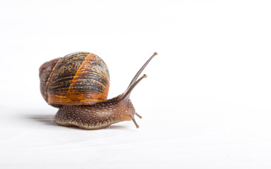 Snail isolated on a white background
