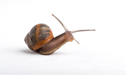Snail isolated on a white background © peter