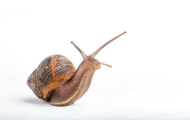 Snail isolated on a white background
