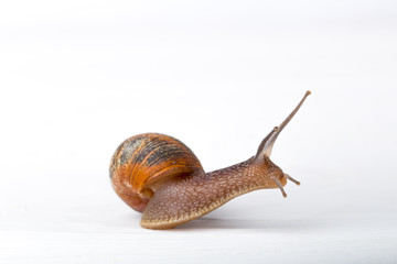 Snail isolated on a white background
