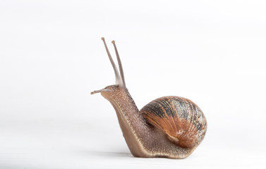 Snail isolated on a white background