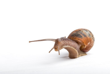 Snail isolated on a white background