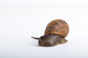 Snail isolated on a white background