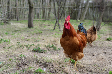 Hen and rooster