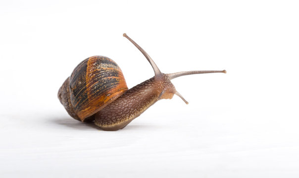 Snail isolated on a white background