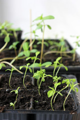 Green sprouts of pepper