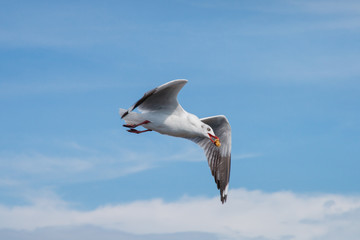 seagull flying in the sky and eating piece of bread