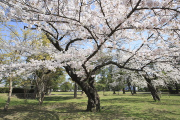 Fototapeta premium Cherry blossom spots in Sendai