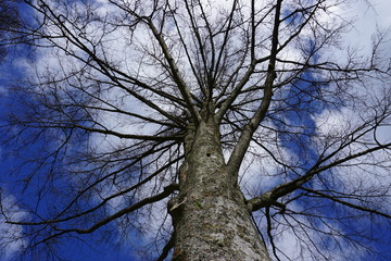 Baum mit HImmel