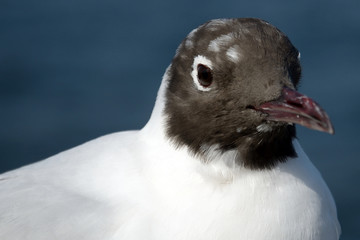 Black-headed gull, Yokohama, Japan