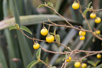 Gelbe Fr&uuml;chte - Afrika