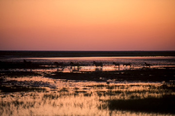 zebra (Equus burchellii) at a waterhole in Etosha National Park, Namibia, Africa
