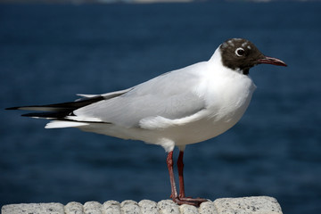 Obraz premium Black-headed gull, Yokohama, Japan