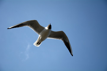 Black-headed gull, Yokohama, Japan