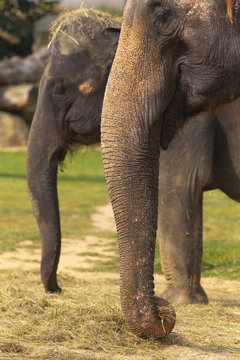 Detailed view of two elephants 