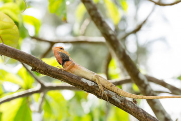 macro shot close up shot of chameleon on a tree trunk. Super focus shot of chameleon while changing its color