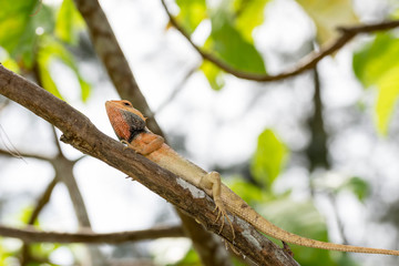 macro shot close up shot of chameleon on a tree trunk. Super focus shot of chameleon while changing its color