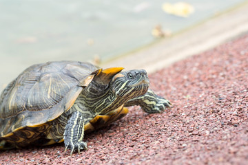 Macro shot close up focus shot of a turtle on a pond
