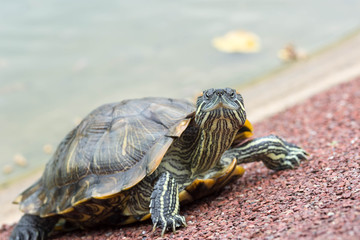 Macro shot close up focus shot of a turtle on a pond