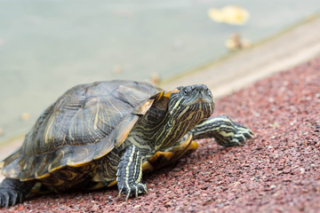Macro shot close up focus shot of a turtle on a pond