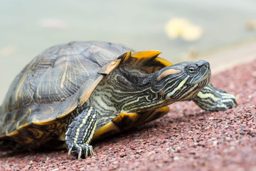 Macro shot close up focus shot of a turtle on a pond
