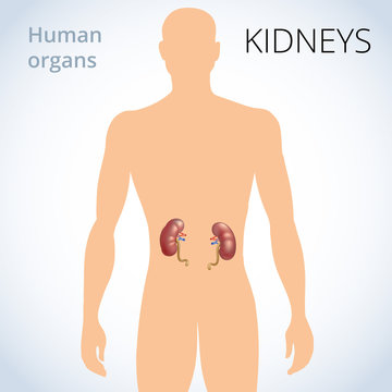 the location of the kidneys in the body, the human excretory system