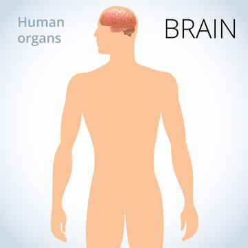 the location of the brain in the body, the human nervous system