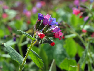 Obraz premium Lungenkraut