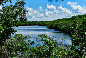 Florida Landscape