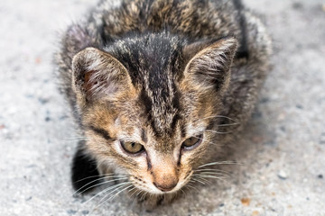 Street cat isolate on background,front view from the top, technical cost-up.