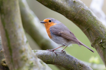Erithacus rubecula, Robin