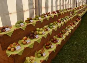 Messe der Apfelsorten in Döllingen