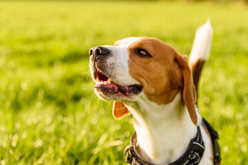 Dog Beagle outdoor on a meadow near forest spring summer time