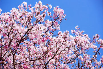 Beautiful cherry blossom sakura in spring time over sky.