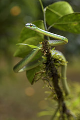Cope's short-nosed Vine Snake - Oxybelis brevirostris, beautiful small green non venoumous snake from Central America forest, Costa Rica.