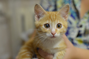 The cat, interested and surprised