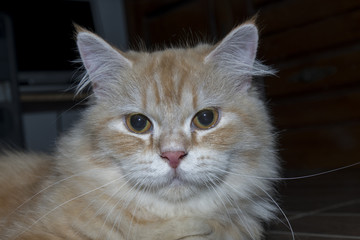 Yellow cat in multi action