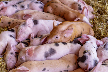Ferkel Schweine Säue